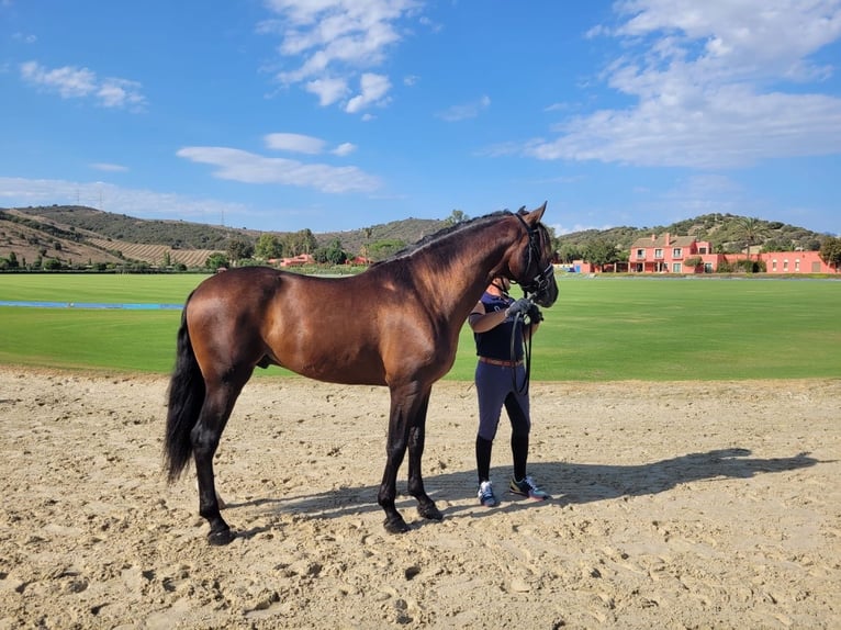 Koń andaluzyjski Ogier 5 lat 168 cm Gniada in Seville