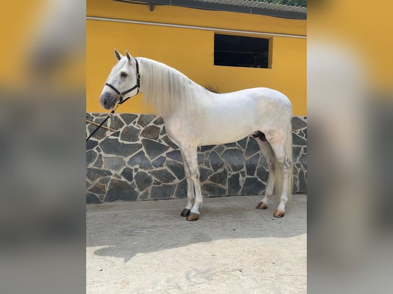 Koń andaluzyjski Ogier 5 lat 168 cm Siwa in Malaga