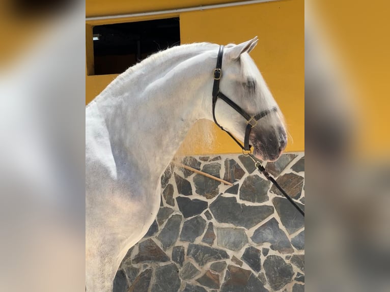 Koń andaluzyjski Ogier 5 lat 168 cm Siwa in Malaga