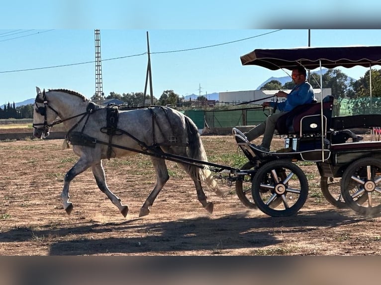 Koń andaluzyjski Ogier 5 lat 168 cm Siwa in Alicante/Alacant
