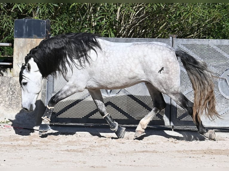 Koń andaluzyjski Ogier 5 lat 169 cm Siwa in Mallorca