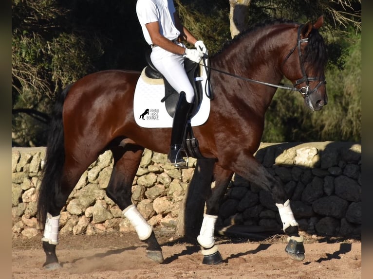 Koń andaluzyjski Ogier 5 lat 179 cm Gniada in Mallorca