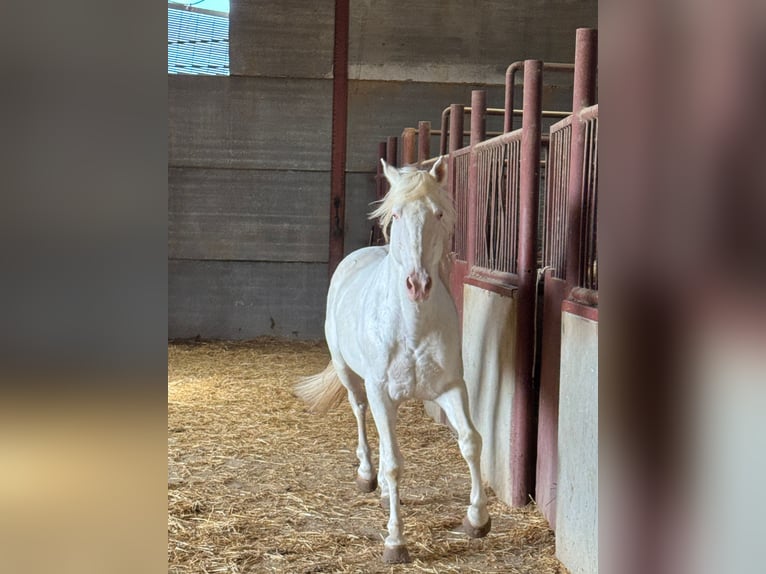 Koń andaluzyjski Ogier 6 lat 150 cm Cremello in Chiclana