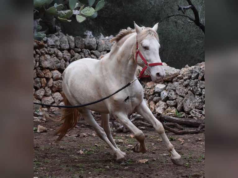 Koń andaluzyjski Ogier 6 lat 153 cm Perlino in Mallorca