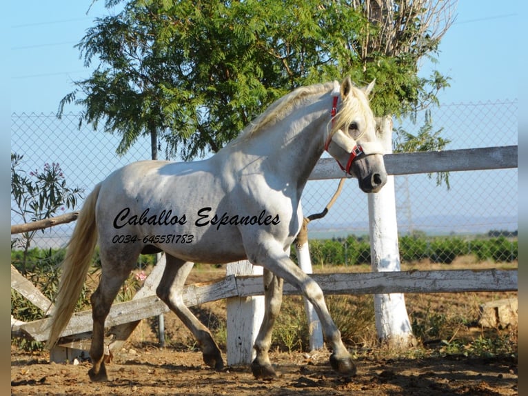 Koń andaluzyjski Ogier 6 lat 156 cm Siwa in Vejer de la Frontera