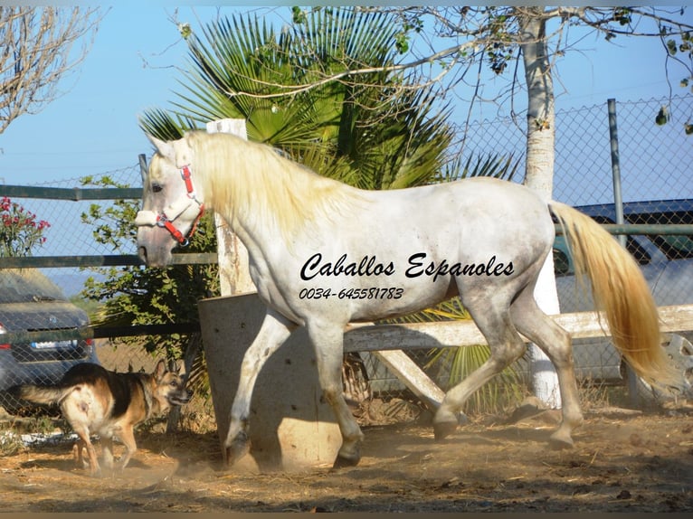 Koń andaluzyjski Ogier 6 lat 156 cm Siwa in Vejer de la Frontera