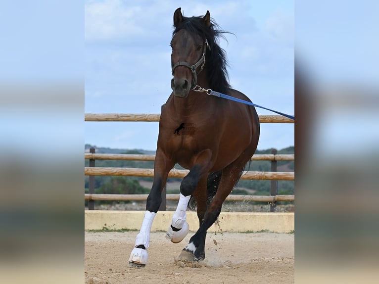 Koń andaluzyjski Ogier 6 lat 157 cm Gniada in Menorca