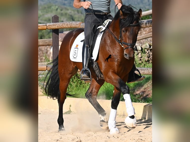 Koń andaluzyjski Ogier 6 lat 157 cm Gniada in Menorca