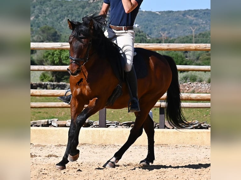 Koń andaluzyjski Ogier 6 lat 157 cm Gniada in Menorca
