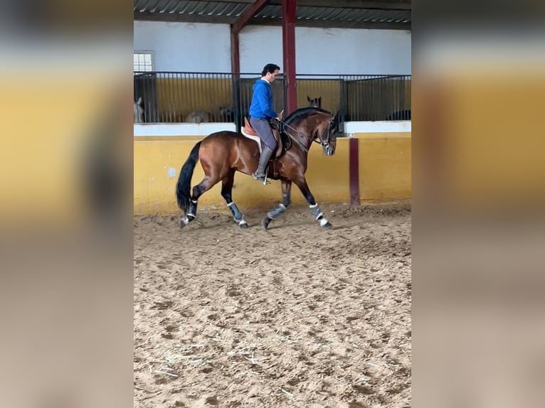 Koń andaluzyjski Ogier 6 lat 157 cm Gniada in Sevilla