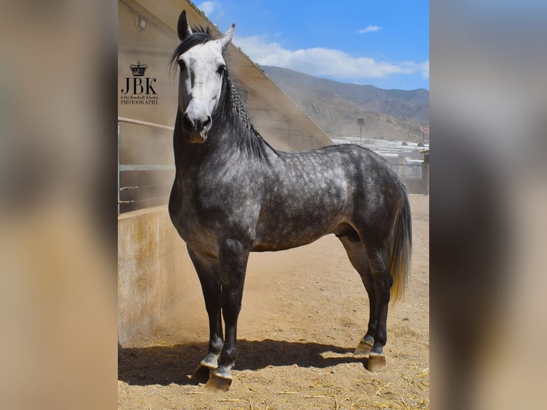 Koń andaluzyjski Ogier 6 lat 157 cm Siwa in Tabernas Almeria