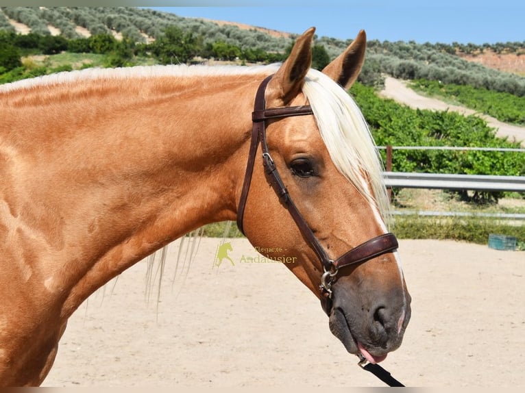 Koń andaluzyjski Ogier 6 lat 158 cm Izabelowata in Provinz Cordoba