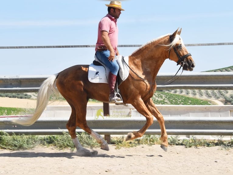 Koń andaluzyjski Ogier 6 lat 158 cm Izabelowata in Provinz Cordoba