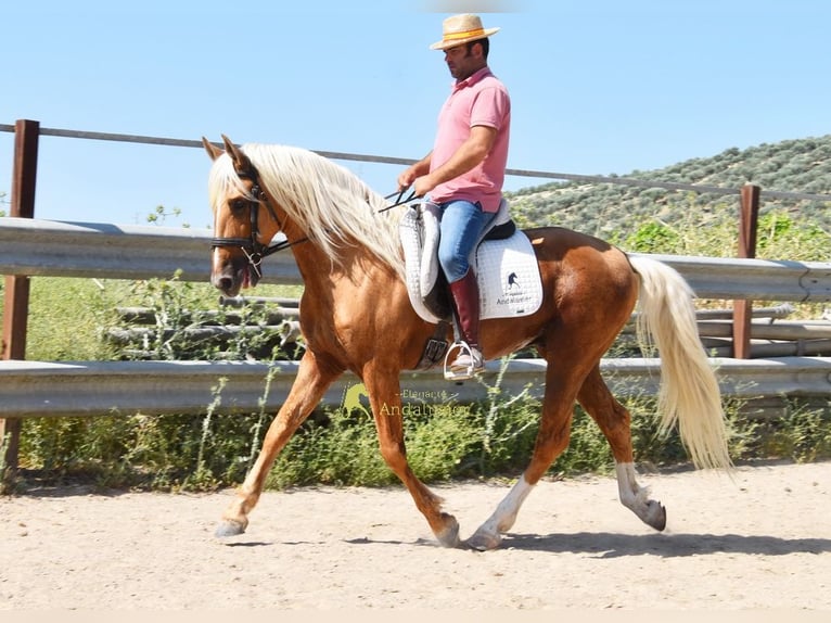 Koń andaluzyjski Ogier 6 lat 158 cm Izabelowata in Provinz Cordoba