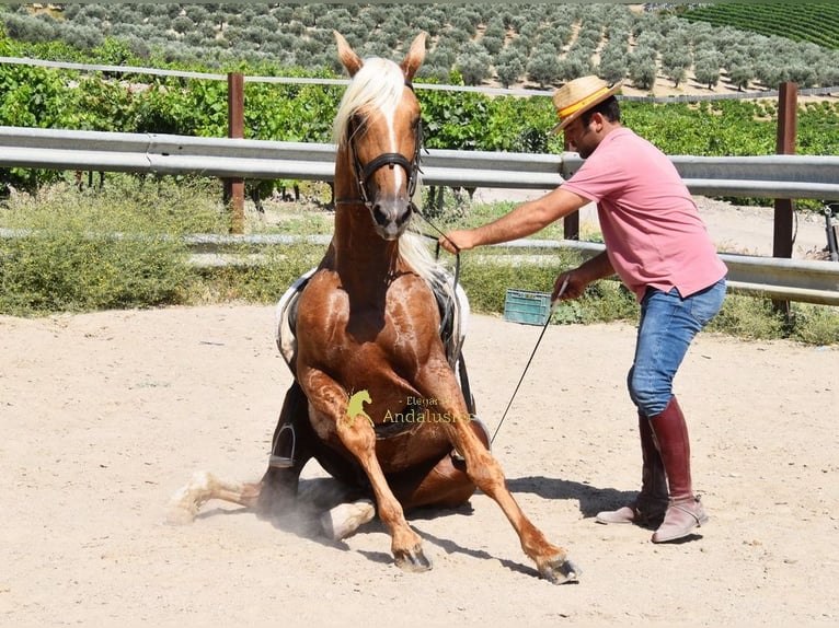Koń andaluzyjski Ogier 6 lat 158 cm Izabelowata in Provinz Cordoba