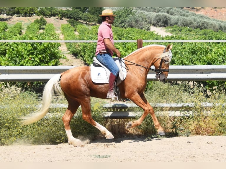Koń andaluzyjski Ogier 6 lat 158 cm Izabelowata in Provinz Cordoba