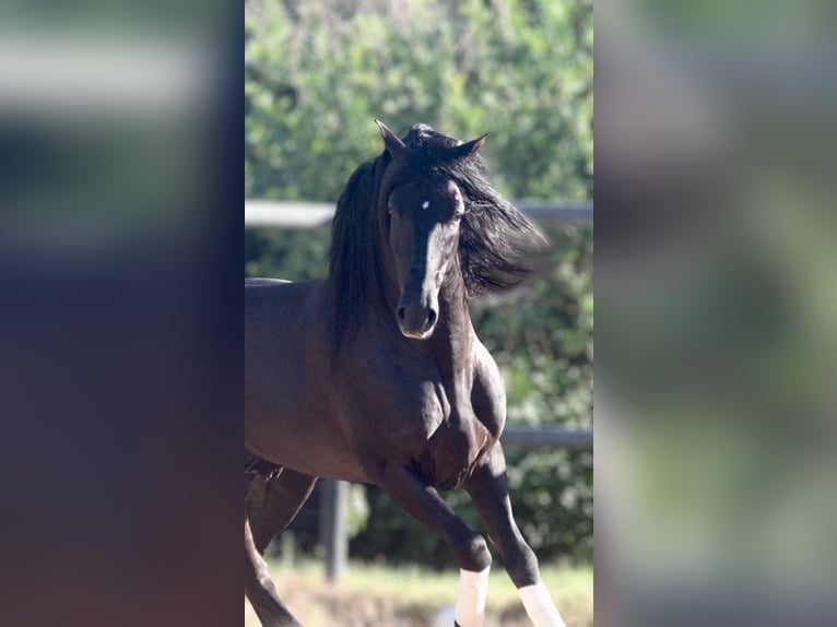 Koń andaluzyjski Ogier 6 lat 159 cm Kara in Jerez de la Frontera