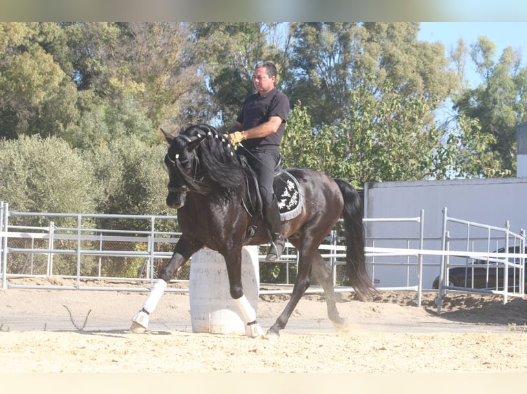 Koń andaluzyjski Ogier 6 lat 159 cm Kara in Jerez de la Frontera