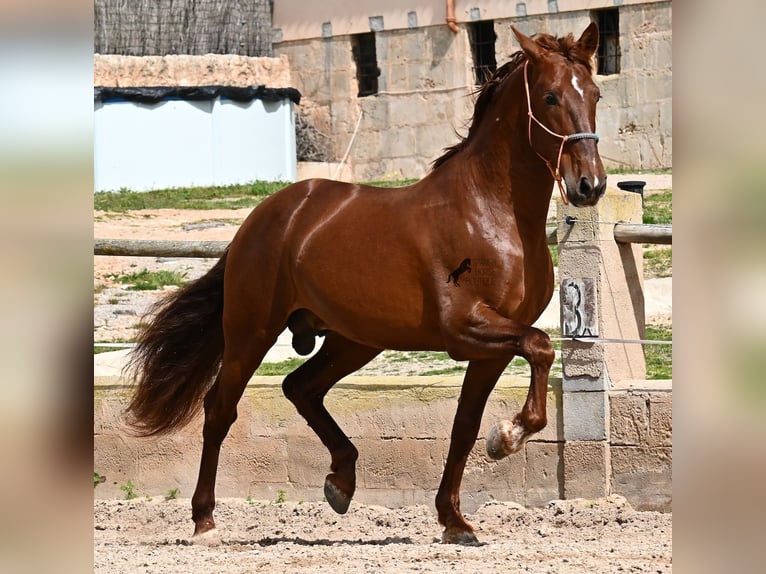 Koń andaluzyjski Ogier 6 lat 160 cm Kasztanowata in Mallorca