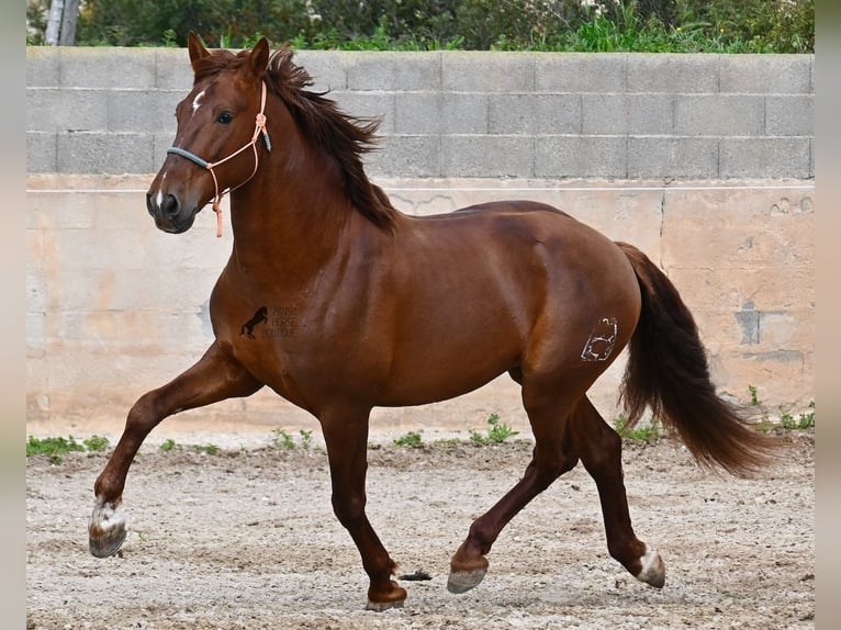 Koń andaluzyjski Ogier 6 lat 160 cm Kasztanowata in Mallorca