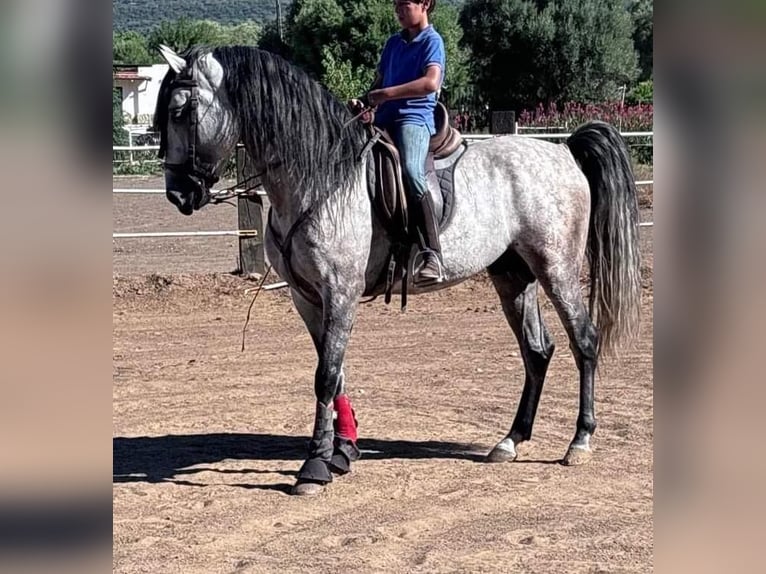 Koń andaluzyjski Ogier 6 lat 162 cm Siwa jabłkowita in Navalcan