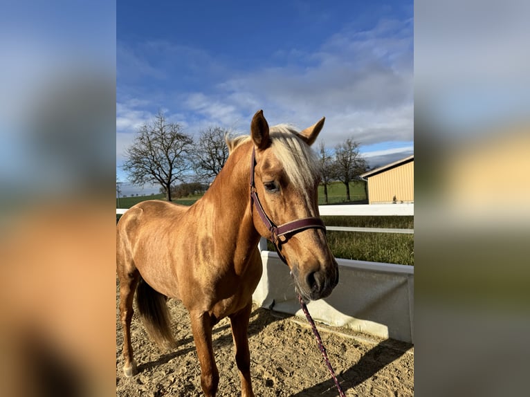 Koń andaluzyjski Ogier 6 lat 164 cm Izabelowata in Schrozberg