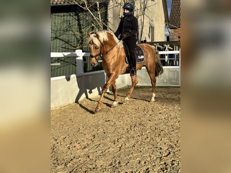 Koń andaluzyjski Ogier 6 lat 164 cm Izabelowata in Schrozberg