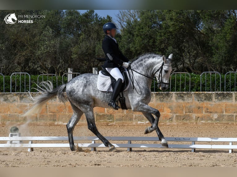Koń andaluzyjski Ogier 6 lat 167 cm Siwa in Menorca