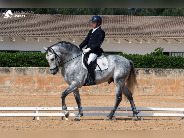 Koń andaluzyjski Ogier 6 lat 167 cm Siwa in Menorca
