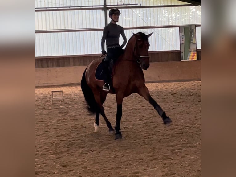 Koń andaluzyjski Ogier 6 lat 168 cm Gniada in Roßdorf