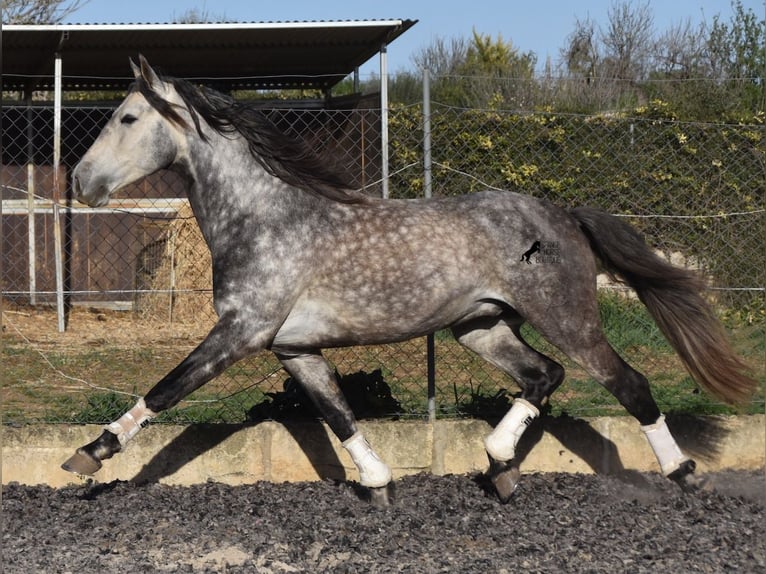 Koń andaluzyjski Ogier 6 lat 168 cm Siwa in Mallorca