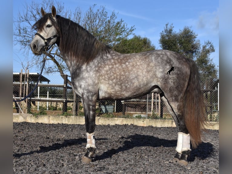 Koń andaluzyjski Ogier 6 lat 168 cm Siwa in Mallorca