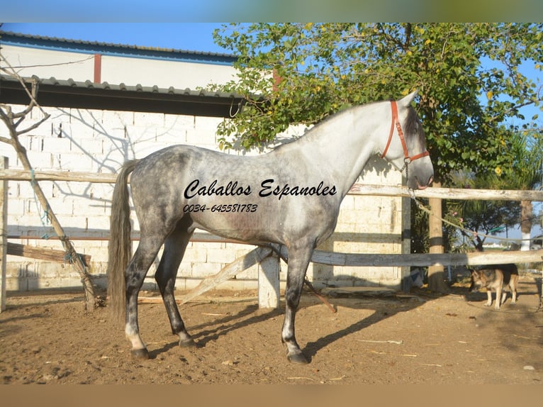Koń andaluzyjski Ogier 7 lat 156 cm Siwa in Vejer de la Frontera