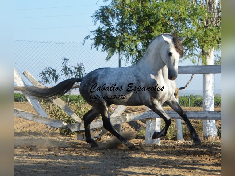 Koń andaluzyjski Ogier 7 lat 156 cm Siwa in Vejer de la Frontera
