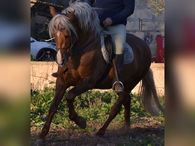 Koń andaluzyjski Ogier 7 lat 160 cm Izabelowata in Mallorca