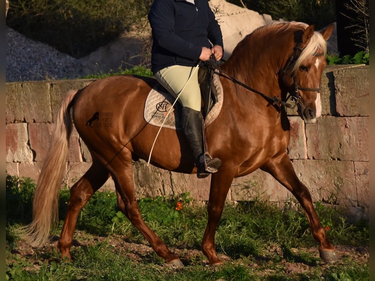 Koń andaluzyjski Ogier 7 lat 160 cm Izabelowata in Mallorca