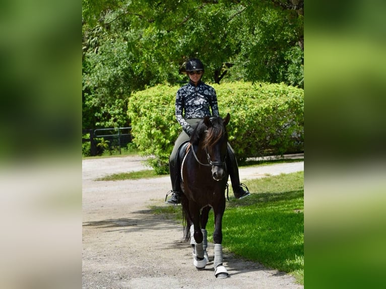 Koń andaluzyjski Ogier 7 lat 160 cm Kara in wellington