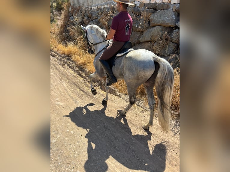 Koń andaluzyjski Mix Ogier 7 lat 160 cm Siwa in Alhaurin el Grande