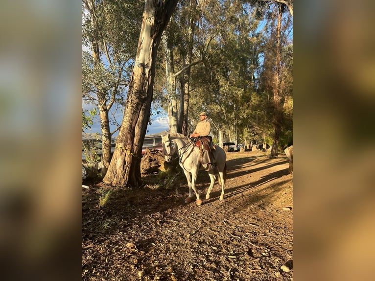 Koń andaluzyjski Mix Ogier 7 lat 160 cm Siwa in Alhaurin el Grande
