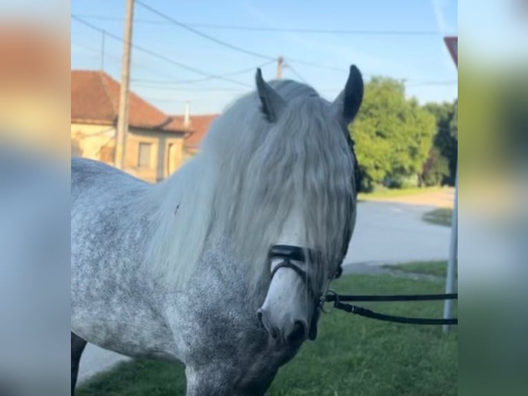 Koń andaluzyjski Mix Ogier 7 lat 160 cm Siwa in Rechnitz