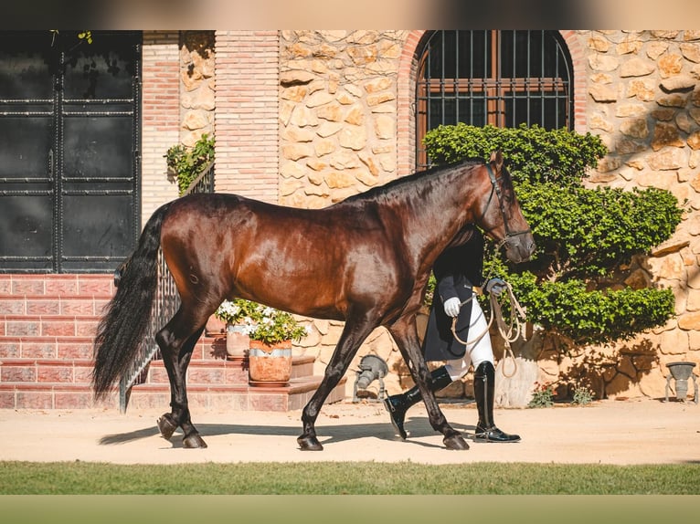 Koń andaluzyjski Ogier 7 lat 162 cm Ciemnogniada in Ermelo
