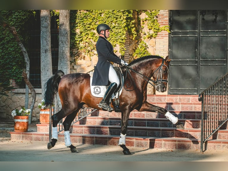 Koń andaluzyjski Ogier 7 lat 162 cm Ciemnogniada in Ermelo
