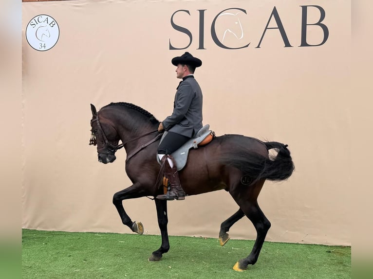 Koń andaluzyjski Ogier 7 lat 162 cm Ciemnogniada in Ermelo