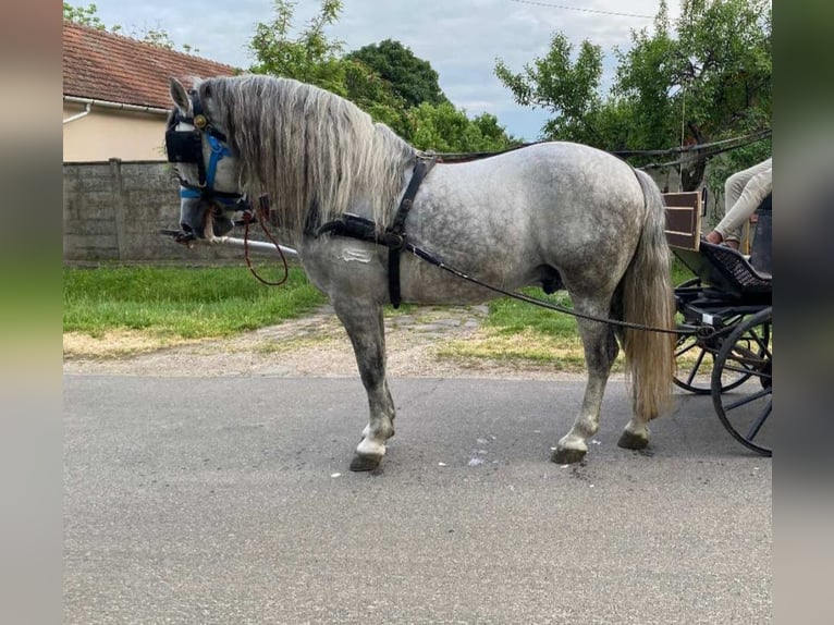 Koń andaluzyjski Ogier 7 lat 162 cm Siwa jabłkowita in Rechnitz