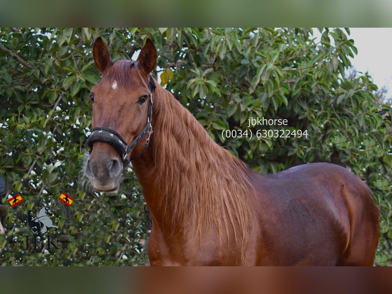 Koń andaluzyjski Ogier 7 lat 163 cm Kasztanowata in Tabernas Almeria