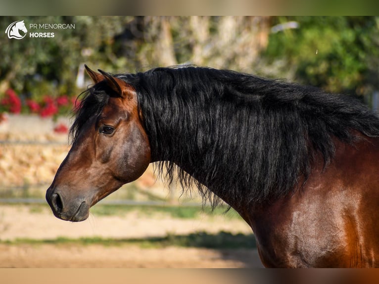 Koń andaluzyjski Ogier 7 lat 164 cm Gniada in Menorca