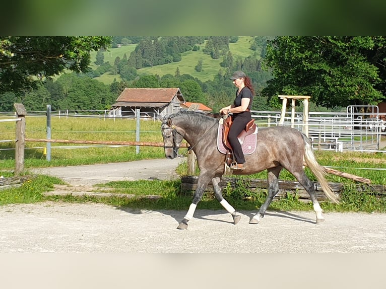 Koń andaluzyjski Ogier 7 lat 164 cm Może być siwy in Aitrang