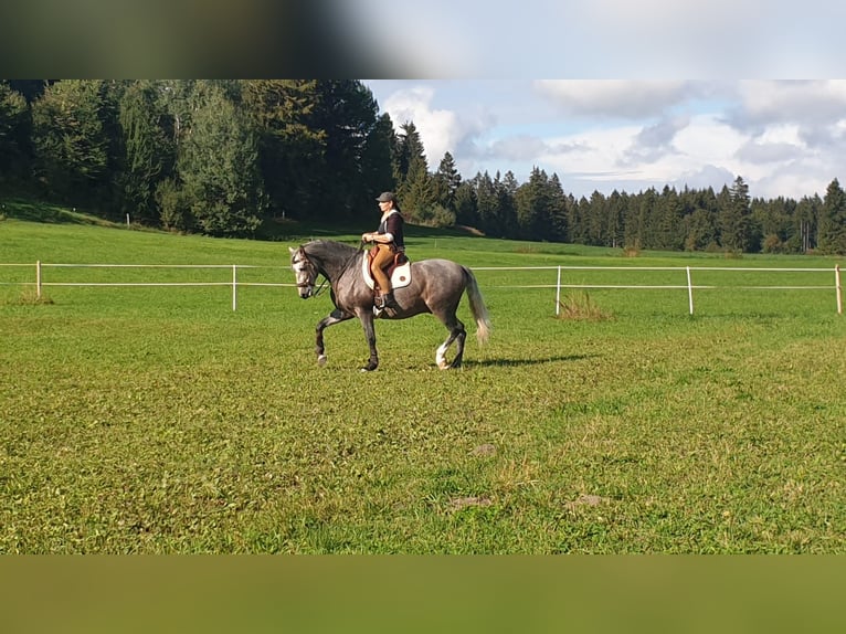 Koń andaluzyjski Ogier 7 lat 164 cm Może być siwy in Aitrang