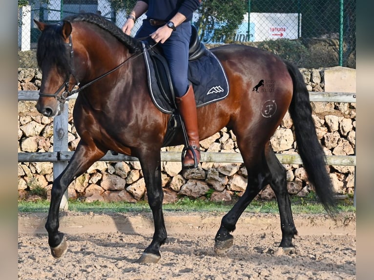 Koń andaluzyjski Ogier 7 lat 166 cm Gniada in Menorca