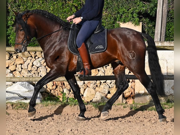 Koń andaluzyjski Ogier 7 lat 166 cm Gniada in Menorca